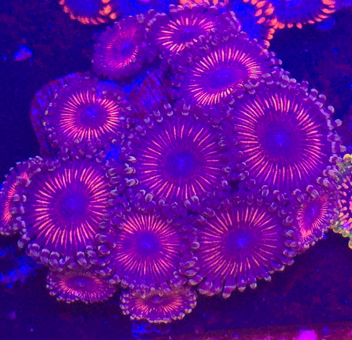 Devils Armor Zoanthid-per polyp
