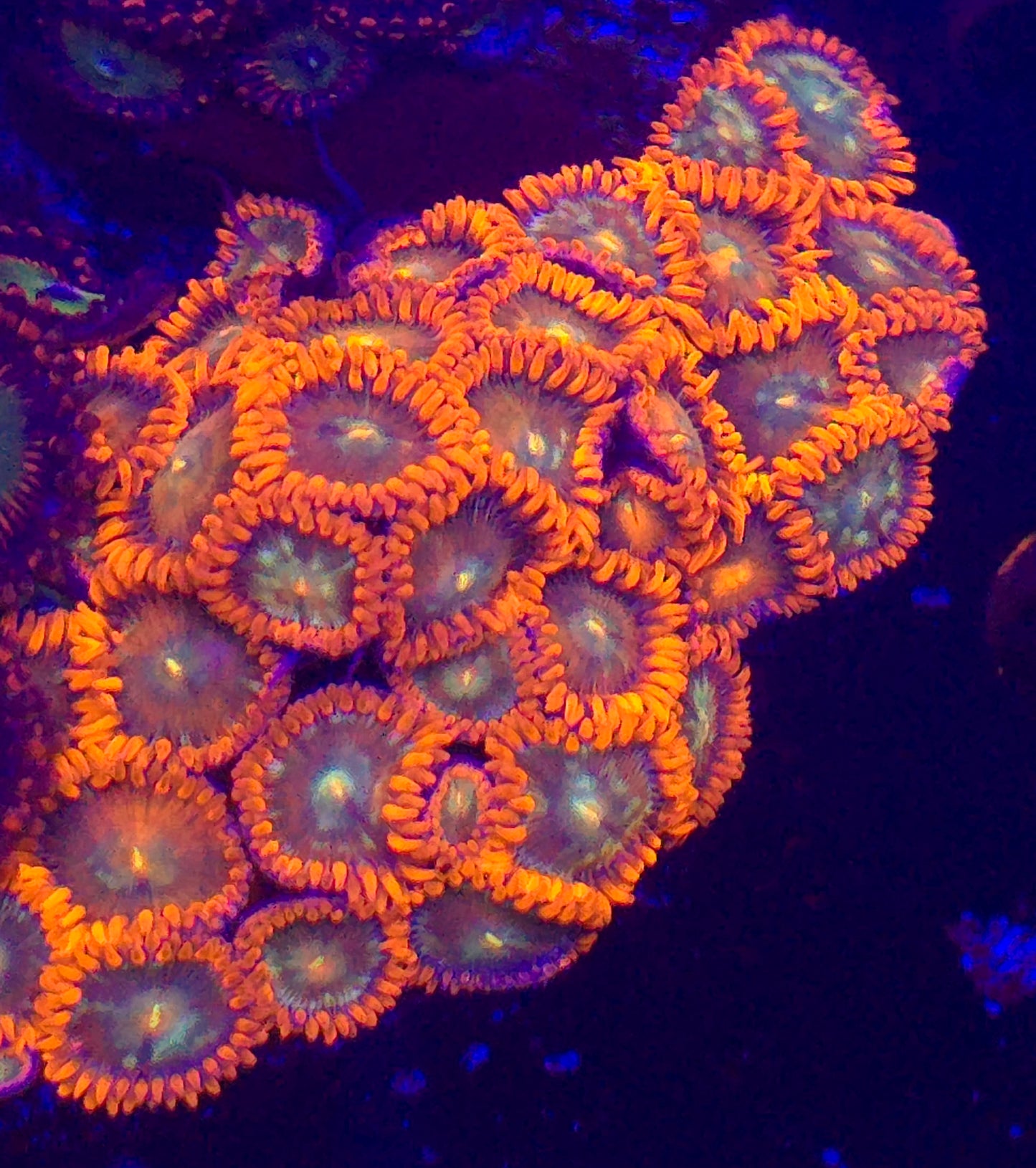 Orange Sunburst Zoanthid-per polyp