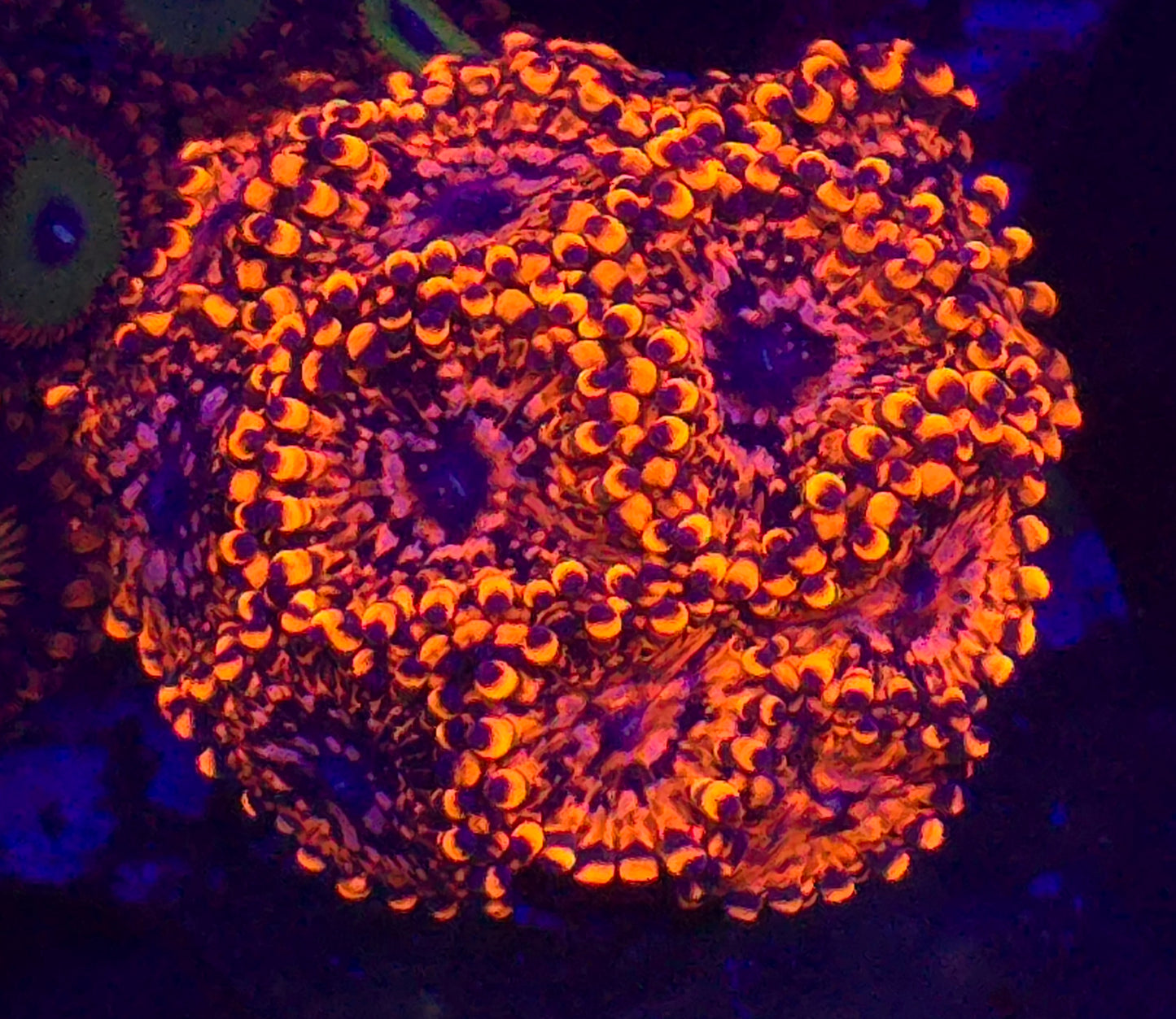 SOLD OUT-Utter Chaos-per polyp