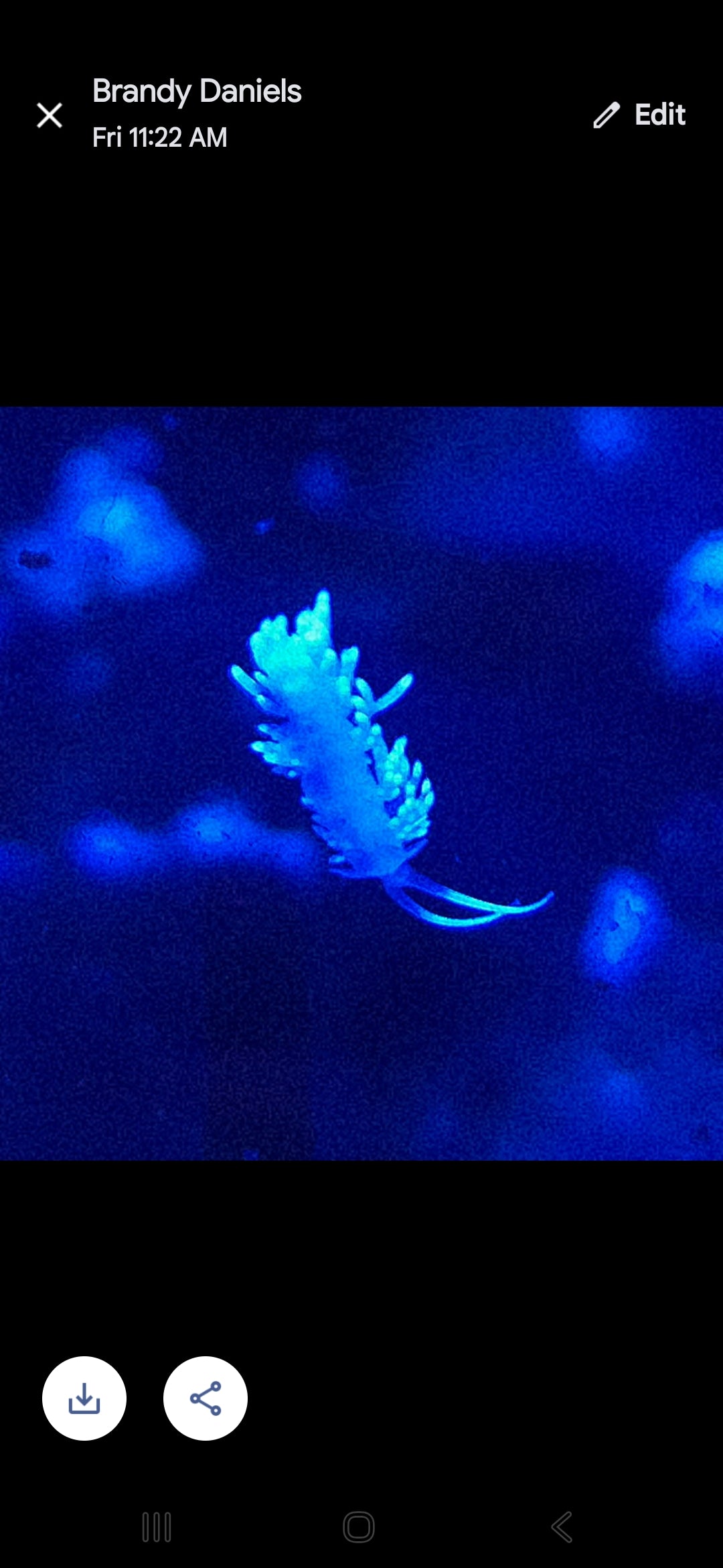 Berghia Nudibranch