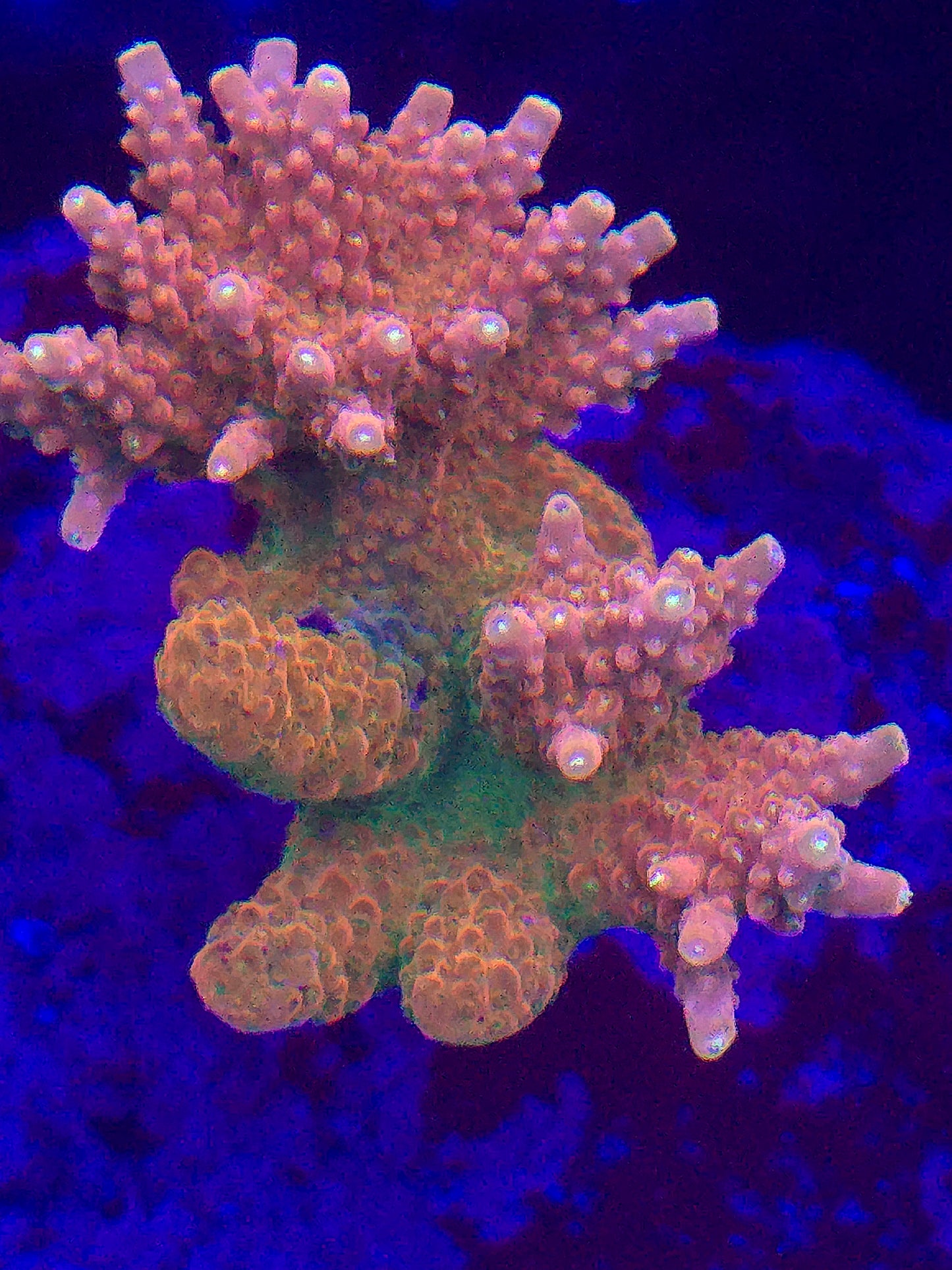 TGC Orange Creamsicle