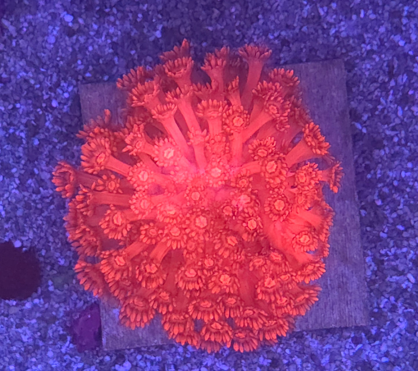 Red Gonipora-large colony