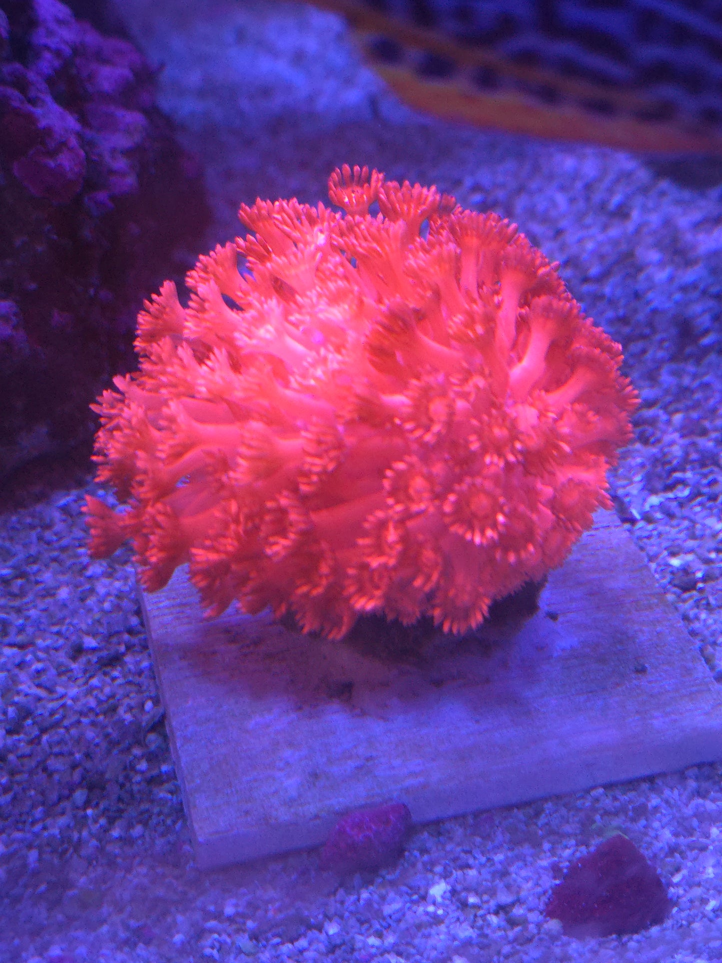 Red Gonipora-large colony
