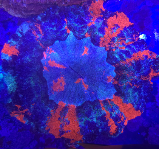 Ultra Rainbow Acanthophyllia