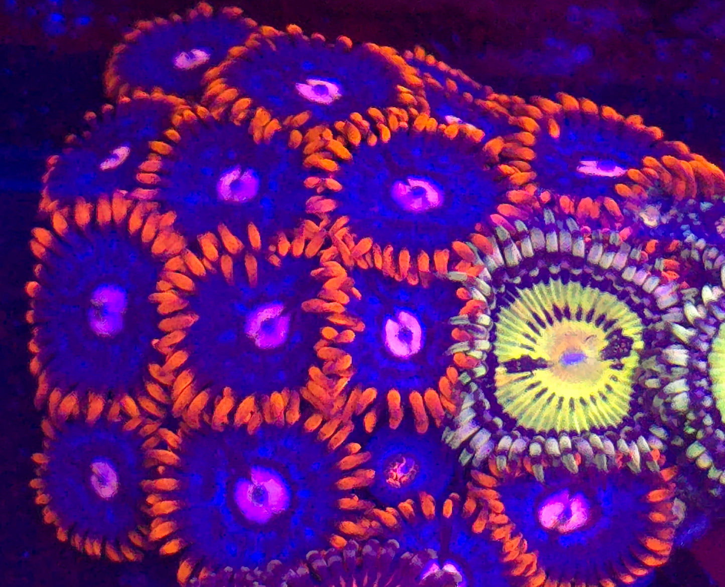 Fire and Ice Zoanthid-per polyp