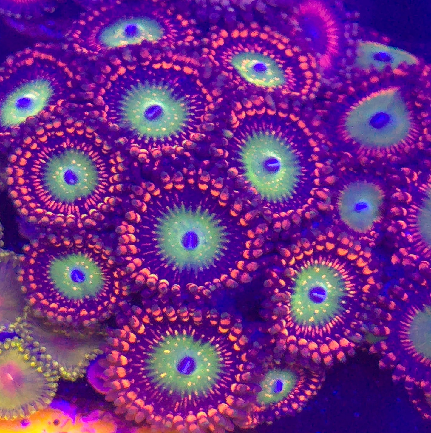 SBB Hephaestus Zoa-per polyp