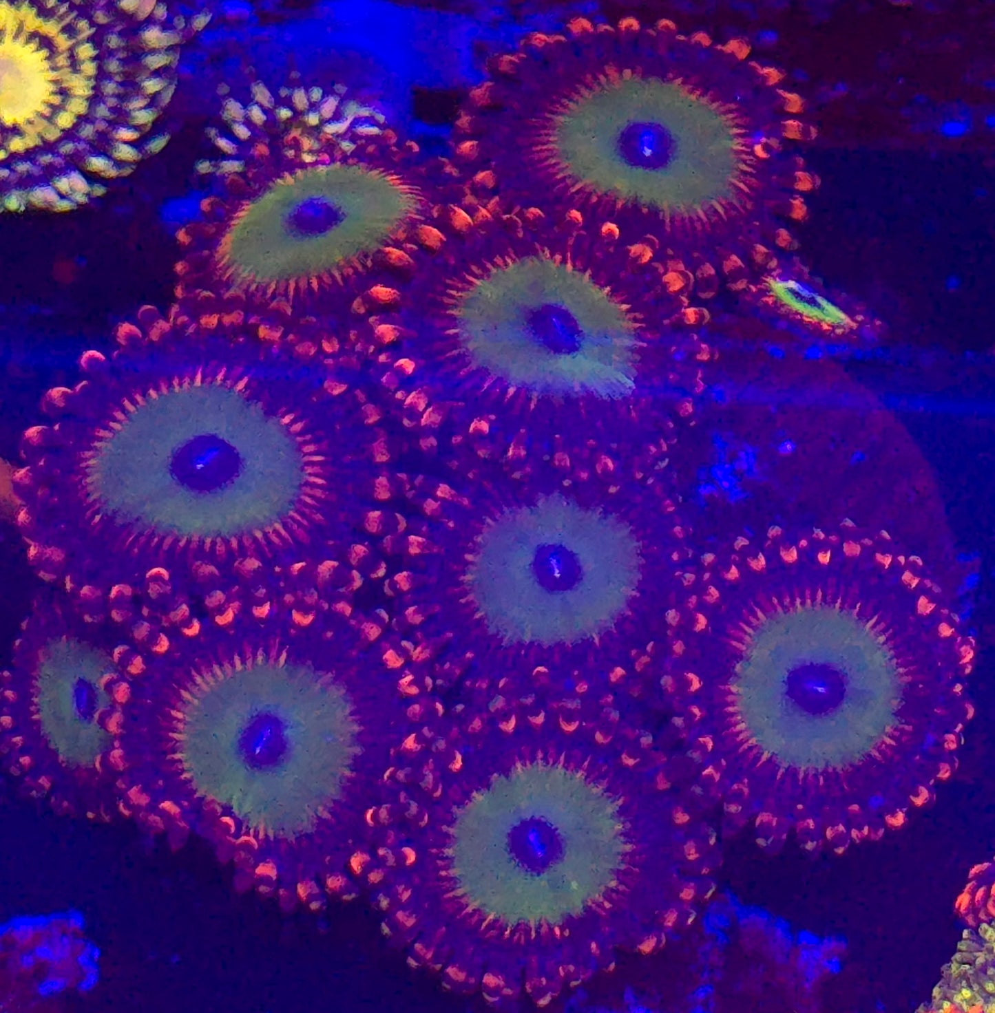 Bowser Zoanthids-per polyp