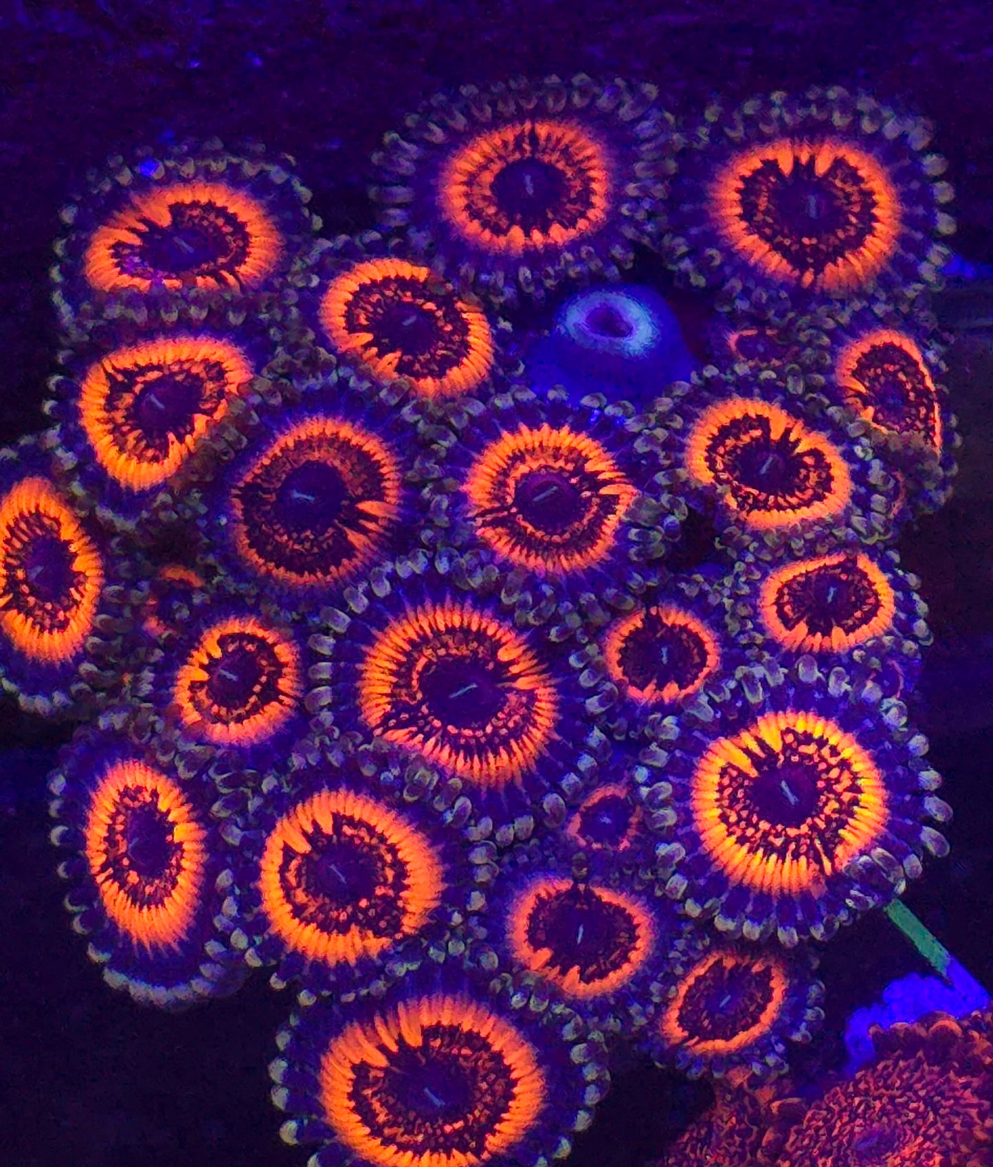 Armor of God Zoanthid-per polyp