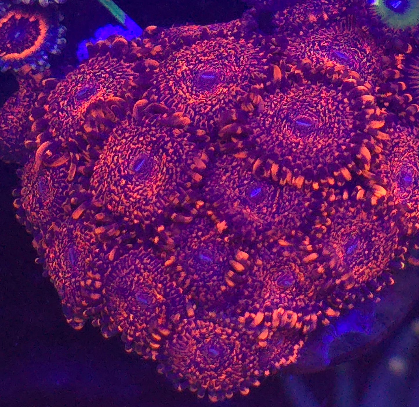 Nightmare 2.0 Zoanthid-per polyp