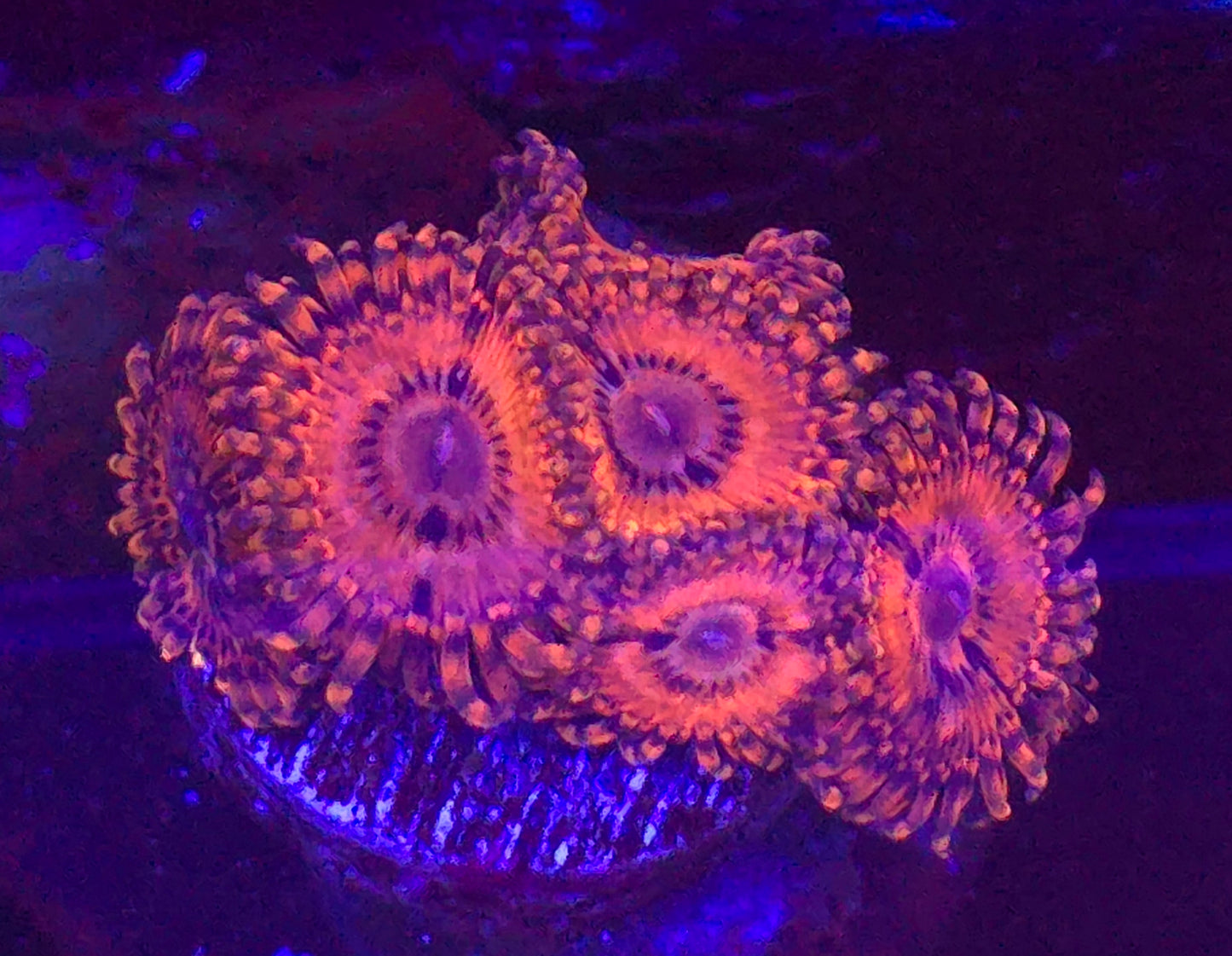 Utter Peace Zoanthid-per polyp