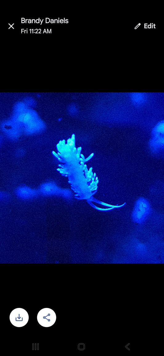Berghia Nudibranch