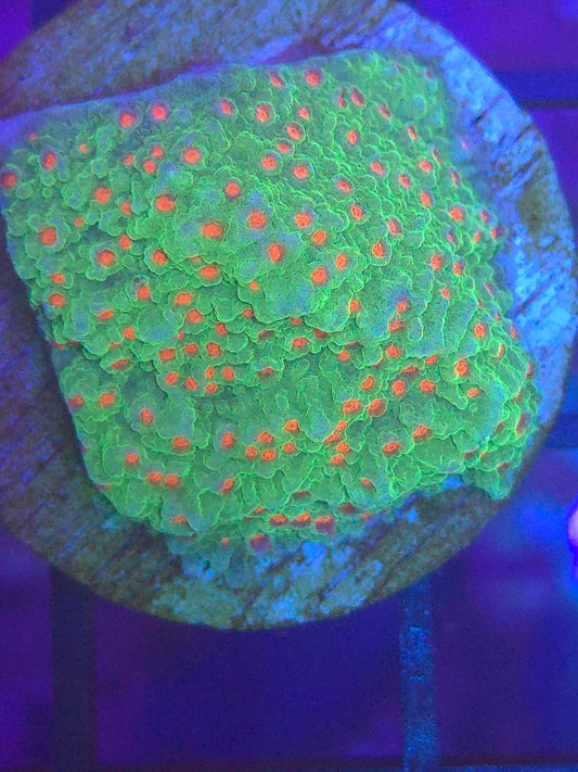 Seasons Greeting Montipora