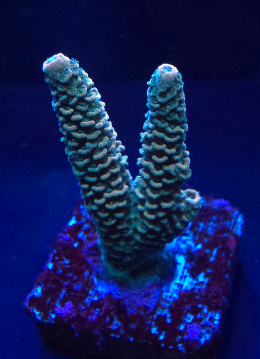 HC Sunset Millepora