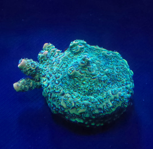 HC Sunset Millepora acro