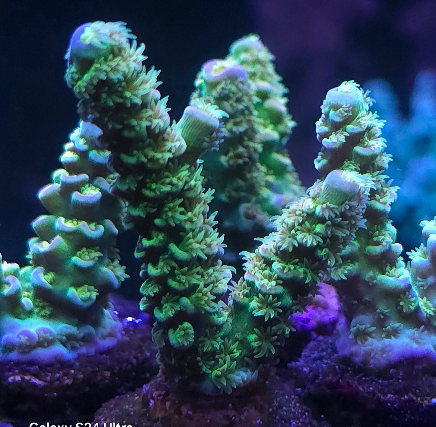 Nick's Corals