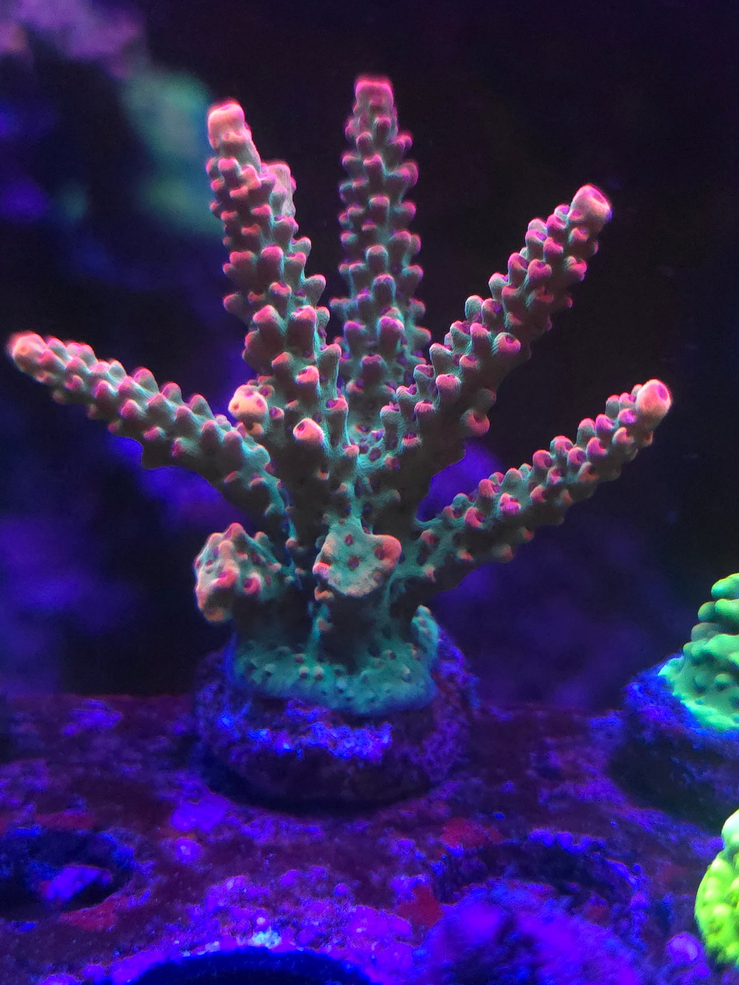 Strawberry Shortcake