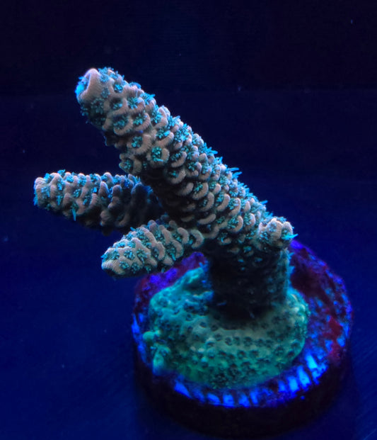 HC Sunset Millepora