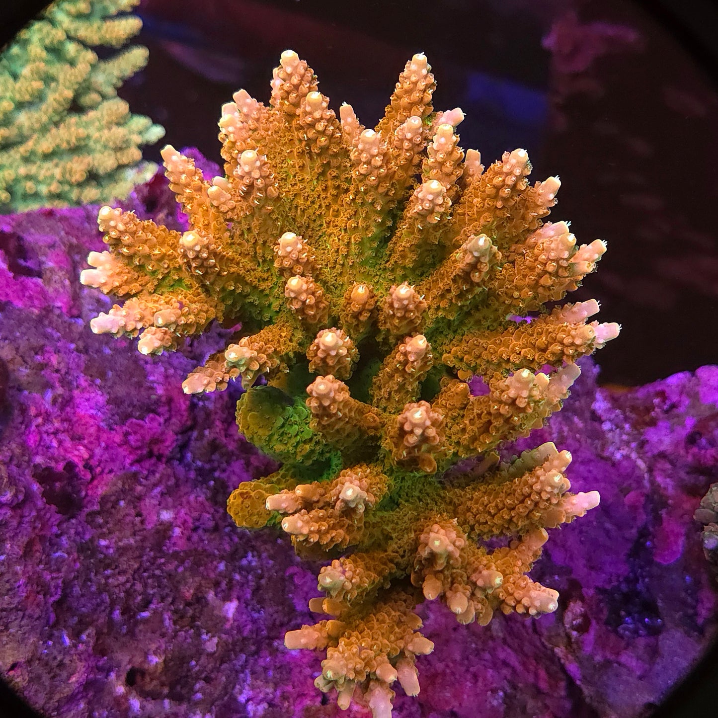 TGC Orange Creamsicle
