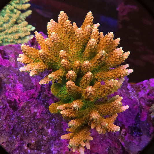 TGC Orange Creamsicle