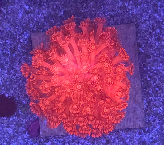 Red Gonipora-large colony